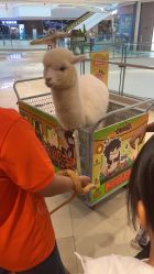 -奇幻萌宠部落(映月湖环宇城店)