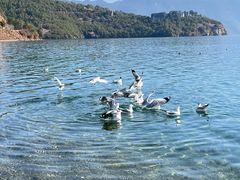 -泸沽湖里格半岛