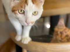 -平行世界·猫咖(首经贸店)