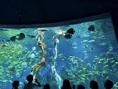 -海合安武汉极地海洋公园