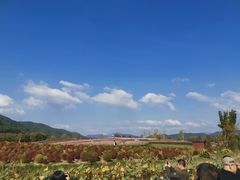 -径山花海