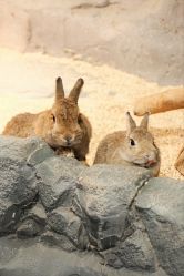 -Zoolung Zoolung动物主题公园(海信广场店)