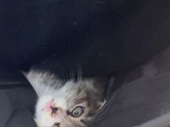 -宠福鑫动物医院(望京分院)