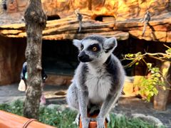 -北京野生动物园