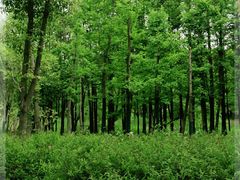 -贡湖湾湿地公园