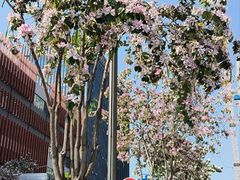 -福田红树林生态公园