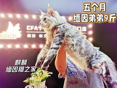 -十年猫舍·猫咪专门店(普陀店)