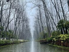 -合肥滨湖国家森林公园