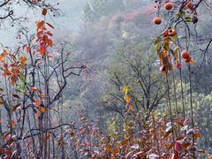 -狼牙山风景区
