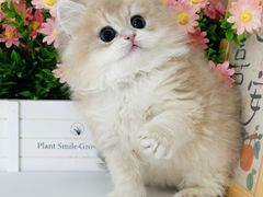 -小猫来了·猫舍(红山六九七九店)