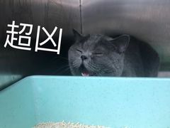 -申普宠物医院·心脏介入·心血管微创(总院)