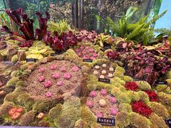 -中国科学院西双版纳热带植物园