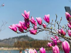 -上海辰山植物园