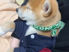 -逗柴咖啡屋·狗咖猫咖宠物桌游
