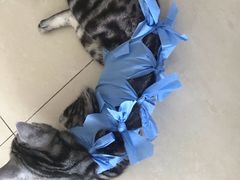 -美联众合动物医院·24h京西诊疗中心