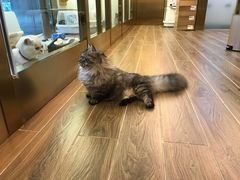 -猫大福·Fortune Cat猫舍(百子湾店)