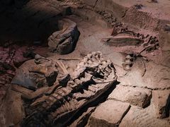 -自贡恐龙博物馆