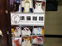 -滚猫咖啡·猫咖·猫友好撸猫(未来城店)