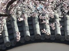 -桃花堤公园