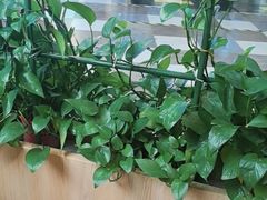 -云海肴·汽锅鸡·云南菜(广安门天虹店)