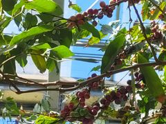 -国家植物园南园