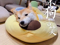 -逗柴咖啡屋·狗咖猫咖宠物桌游