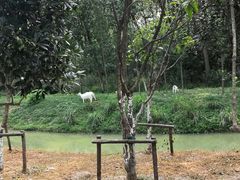 -合肥滨湖国家森林公园