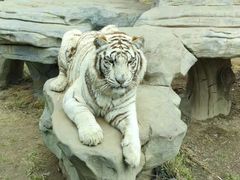 -北京野生动物园