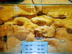 -上海昆虫博物馆