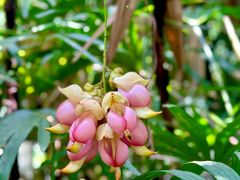-中国科学院华南植物园