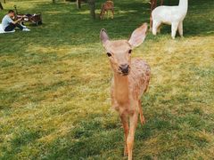 -北京鹿世界主题园