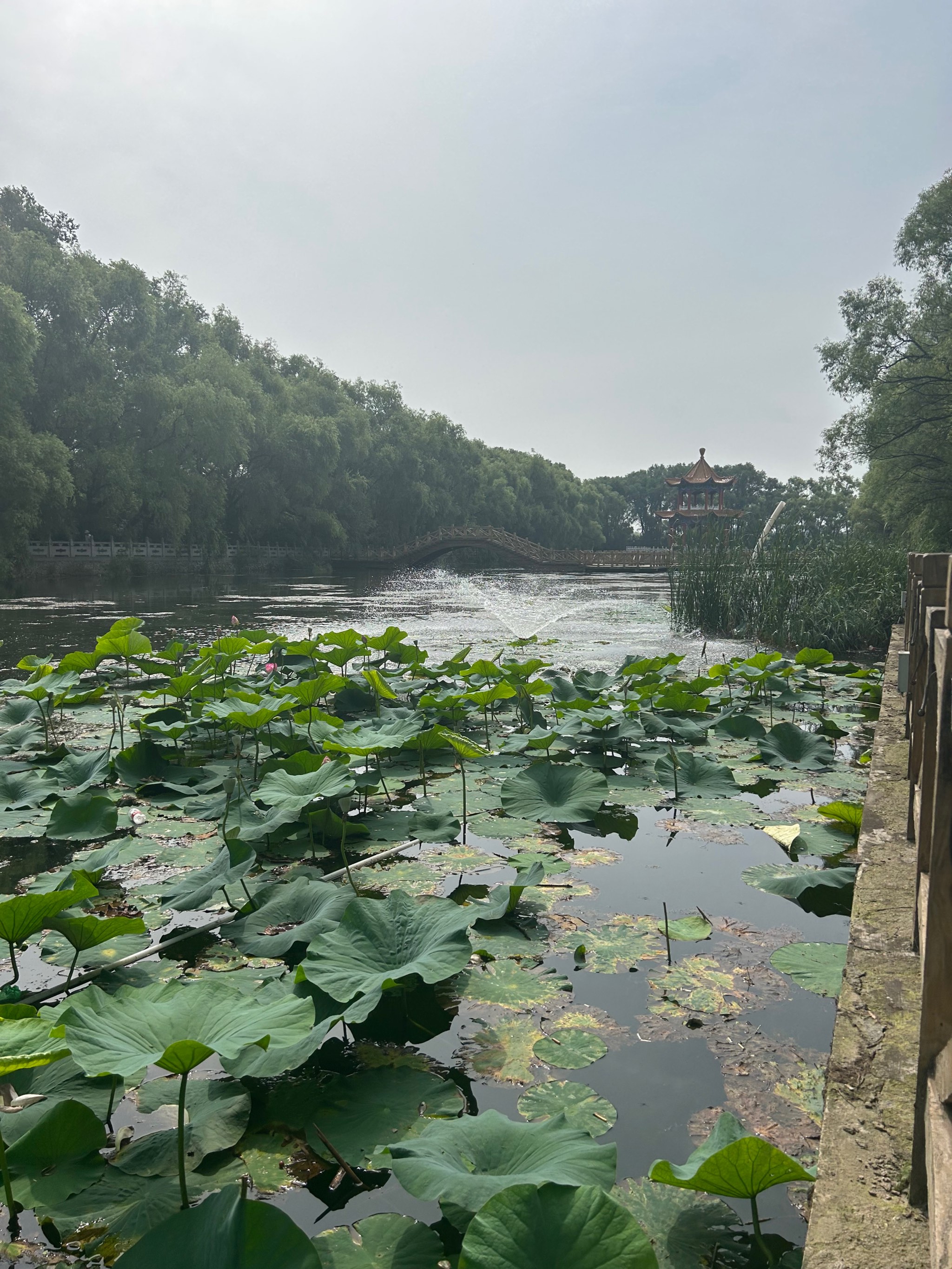 绥化市人民公园图片