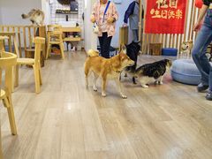 -柴迷FANS CLUB·柴犬狗咖·猫咖