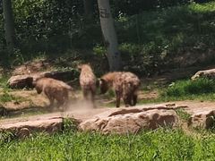 -北京野生动物园