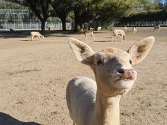 -北京麋鹿生态实验中心