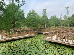 -五缘湾湿地公园