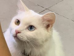 -Heymao猫咖.咖啡厅(东门店)