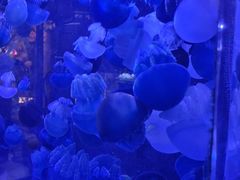 -海合安青岛极地海洋公园