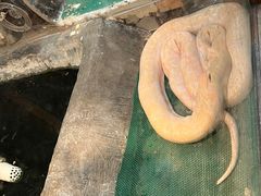 -上海大自然野生昆虫馆