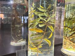 -广东中医药博物馆