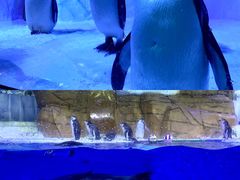 -海合安成都极地海洋公园