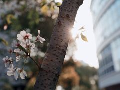 -叶家花园