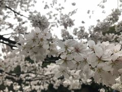 -武汉大学-樱园