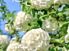 -上海滨江森林公园