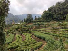 -杨家堂村