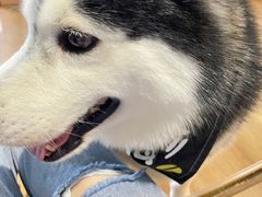 -Husky Go! 哈士奇体验馆·宠物咖啡厅狗咖