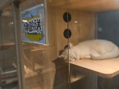 -BABIT巴比特宠物(MOMOPARK店)