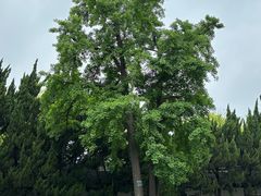 -苏州文庙(姑苏区)