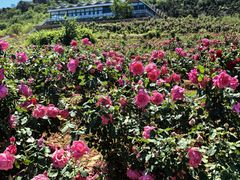 -密云玫瑰情园