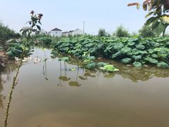 -同銮特种养殖场·龙虾垂钓